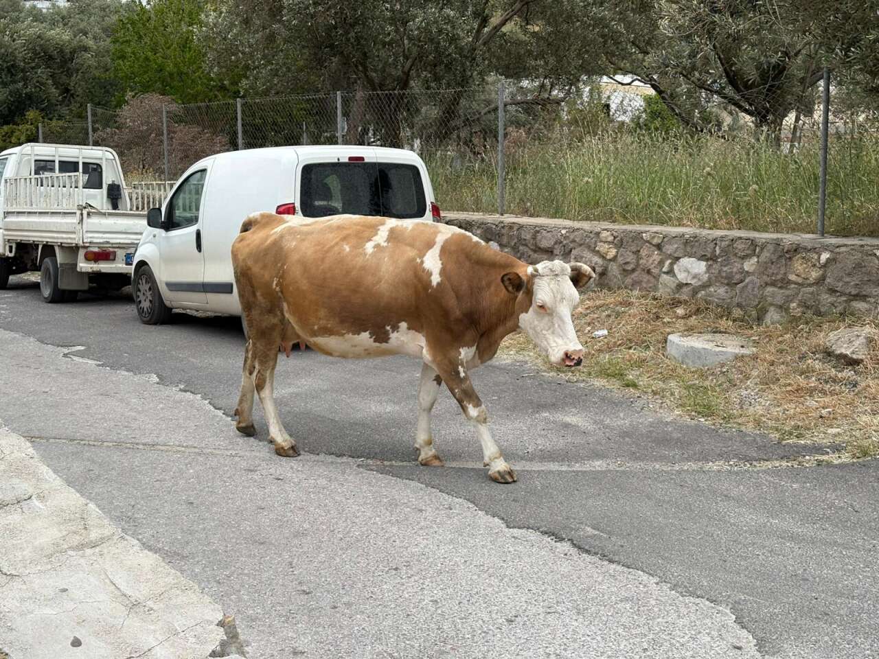 Muğla’da Başıboş İnekler Kazaya Neden Oldu 2